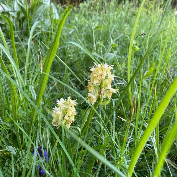 Dactylorhiza sambucina Kwiat