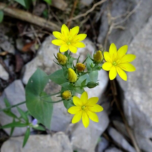 Blackstonia perfoliata फूल