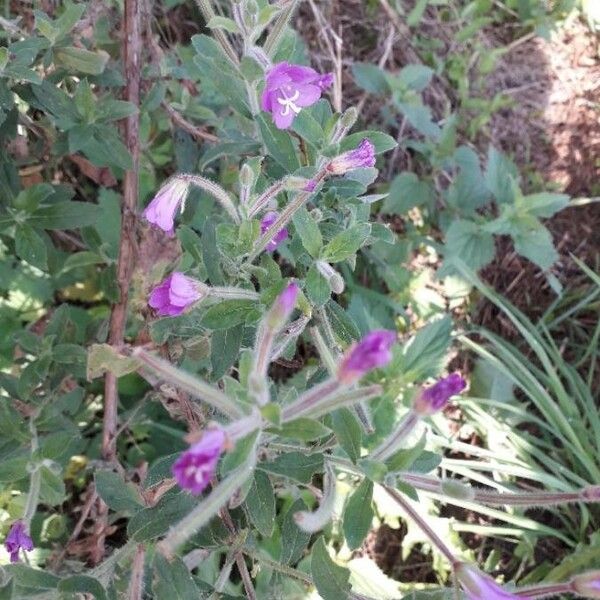 Epilobium hirsutum Flower