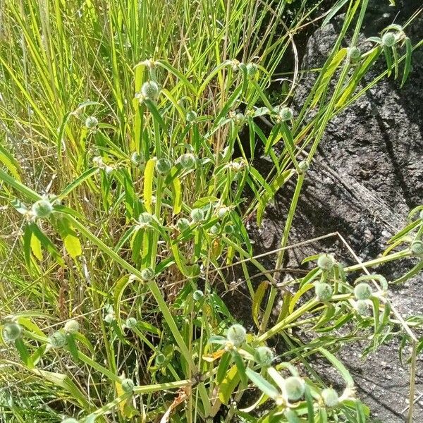 Euphorbia crotonoides Lorea