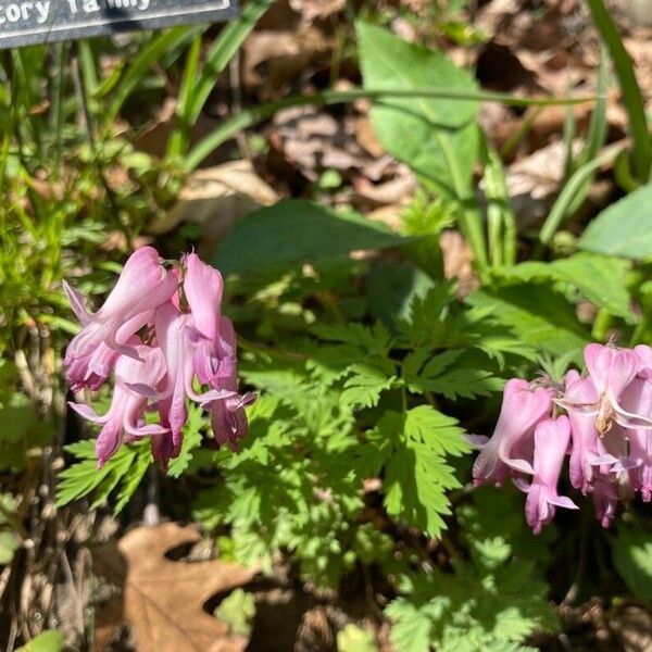 Dicentra eximia Blodyn