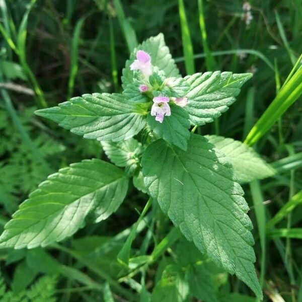 Galeopsis bifida 花