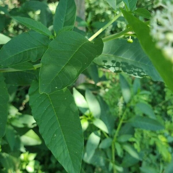 Phytolacca americana Foglia