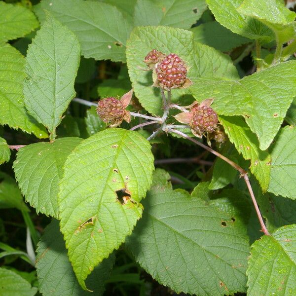 Rubus adenotrichos Hábito