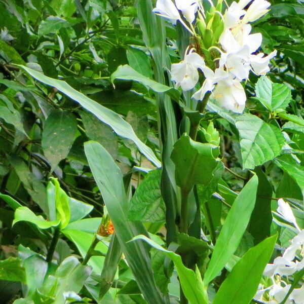 Hedychium coronarium Hábitos