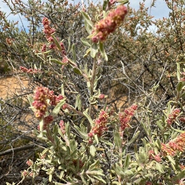 Atriplex canescens പുഷ്പം