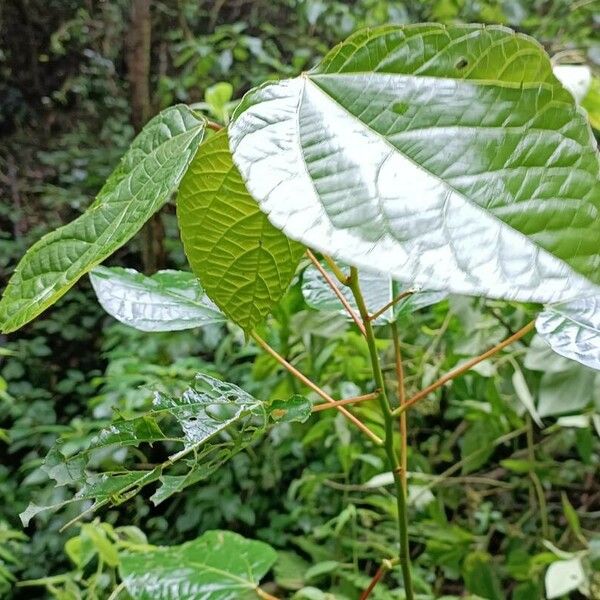 Alchornea latifolia পাতা