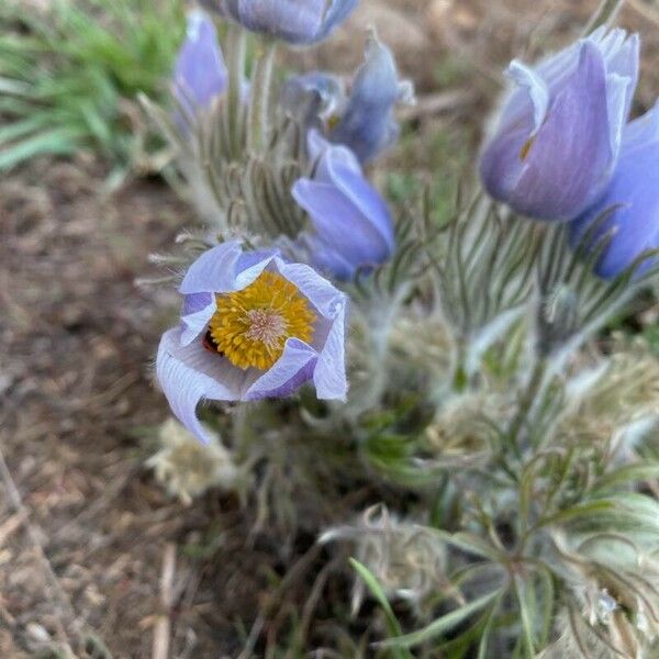 Pulsatilla patens Flower