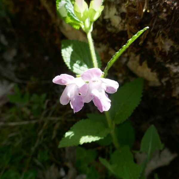 Melittis melissophyllum 花