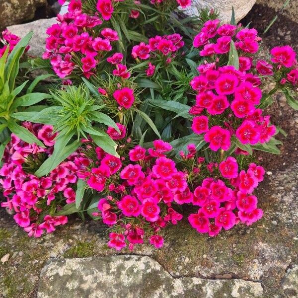 Phlox drummondii Květ