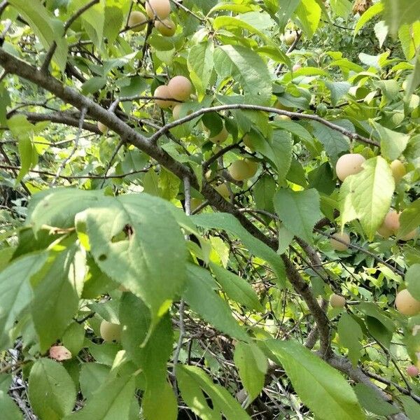 Prunus americana Fruit