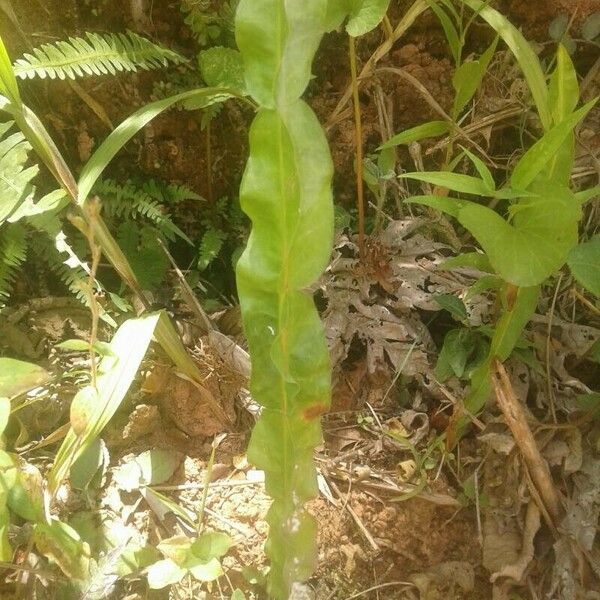 Baccharis trimera Yaprak