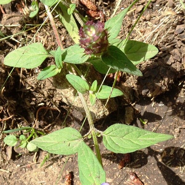 Prunella vulgaris Leaf