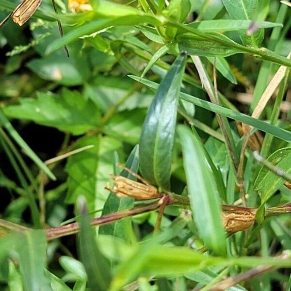 Ludwigia alternifolia Лист