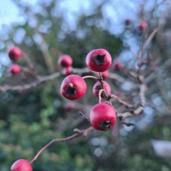 Crataegus laciniata Fruit