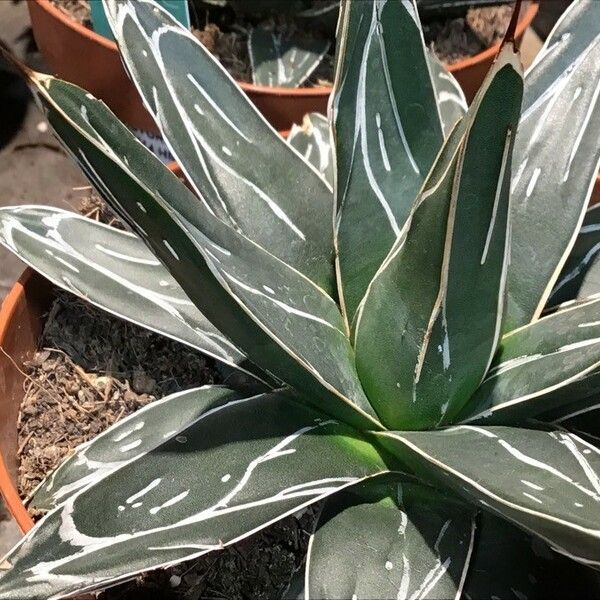 Agave victoriae-reginae Lapas