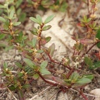 Alternanthera littoralis 花