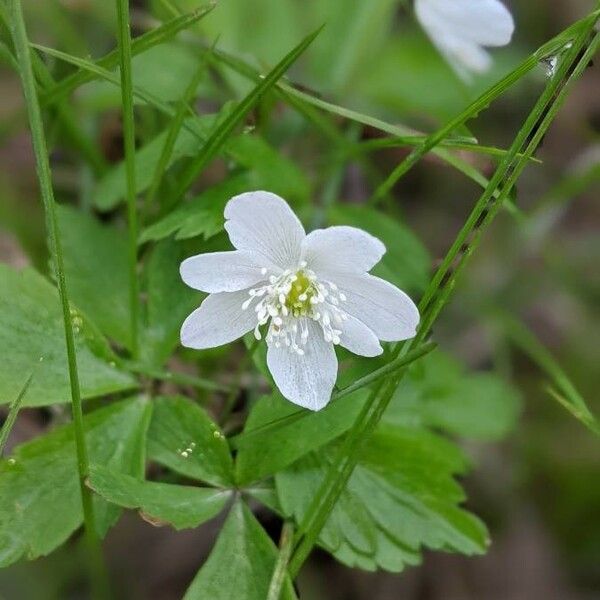 Anemonoides quinquefolia Kukka