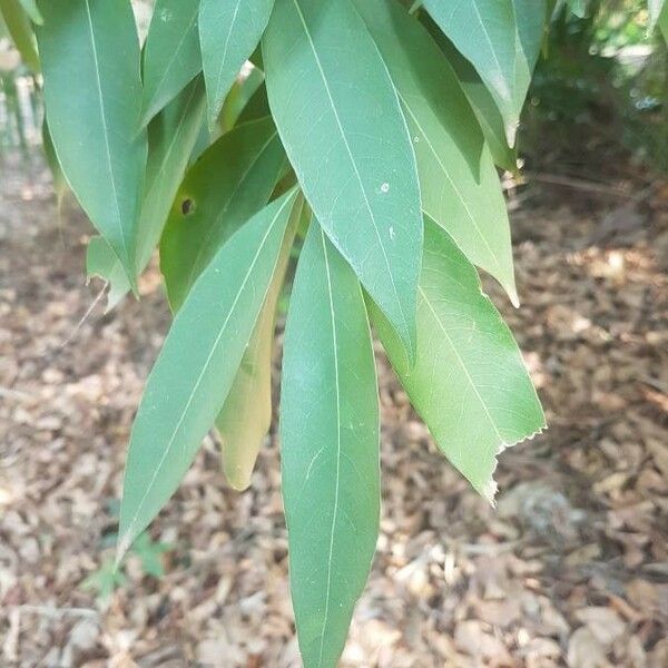 Nectandra angustifolia Folio