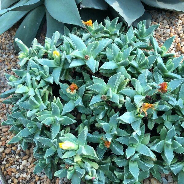 Faucaria tigrina Habitus