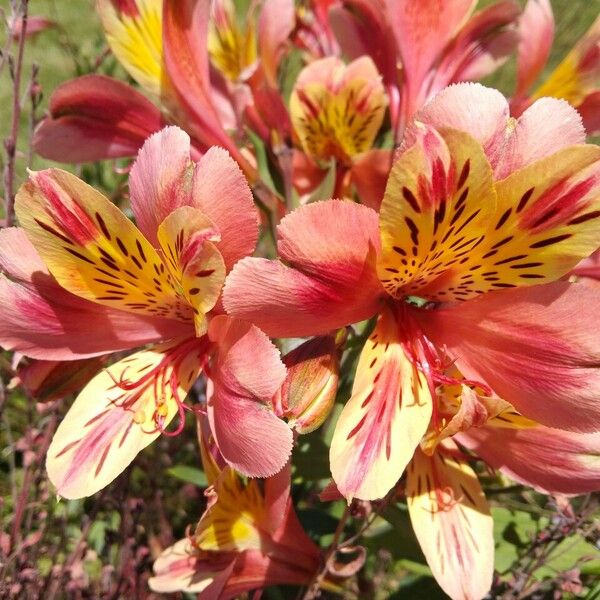 Alstroemeria aurea Blomst