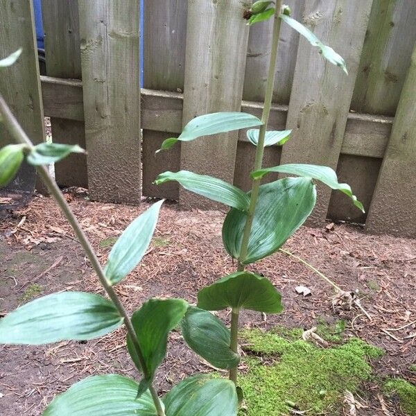 Epipactis leptochila Leaf