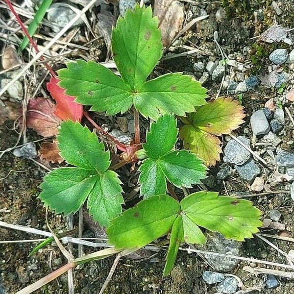 Fragaria virginiana Folha