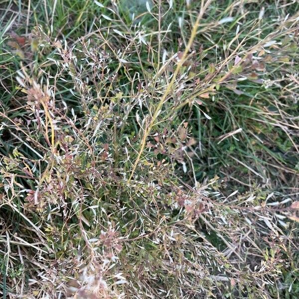 Lepidium ruderale Flower