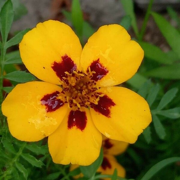 Tagetes patula Floro