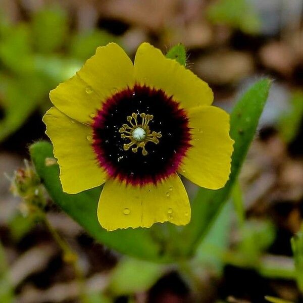 Tuberaria guttata 花