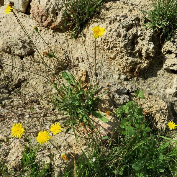 Crepis commutata Характер