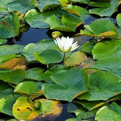 Nymphaea odorata Цветок