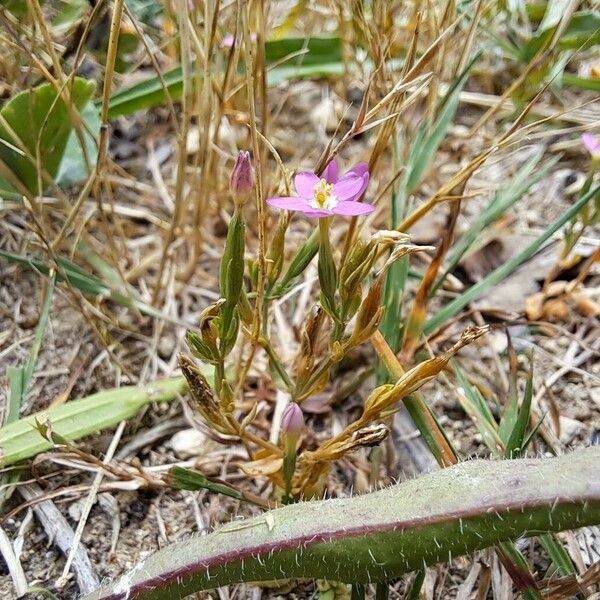 Centaurium pulchellum Fleur