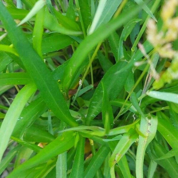 Polypogon viridis Leaf