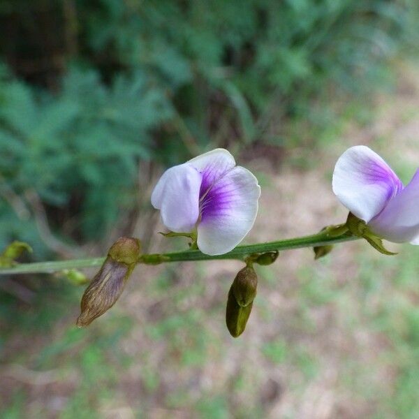 Tephrosia noctiflora Floro