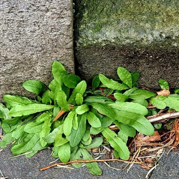 Rumex patientia पत्ता