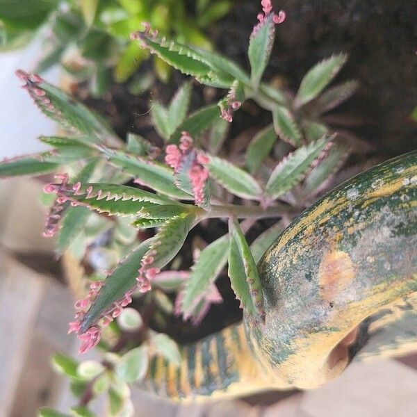 Kalanchoe × houghtonii Leaf