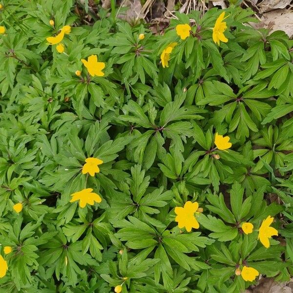 Anemonoides ranunculoides Fulla