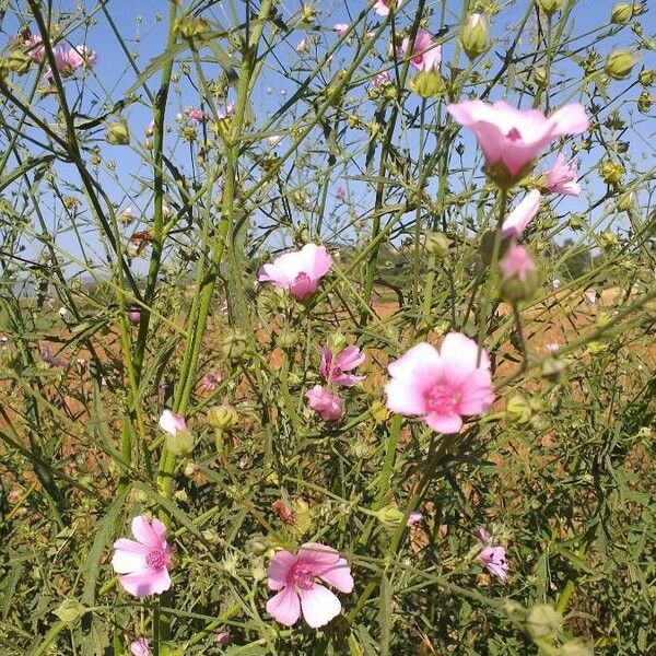 Althaea cannabina Lorea