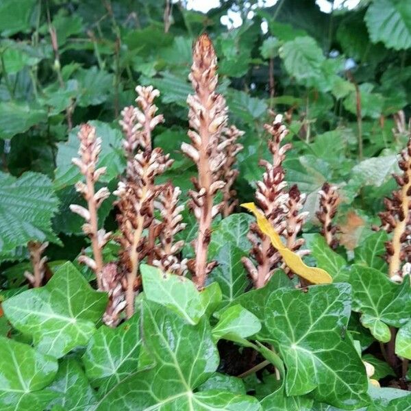 Orobanche hederae Habitatea