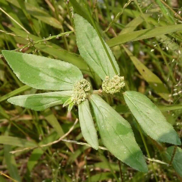 Euphorbia hirta ᱥᱟᱠᱟᱢ