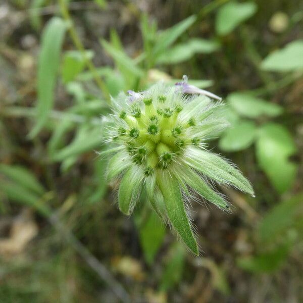 Knautia dipsacifolia Fruto