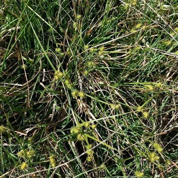 Carex oederi Συνήθη χαρακτηριστικά