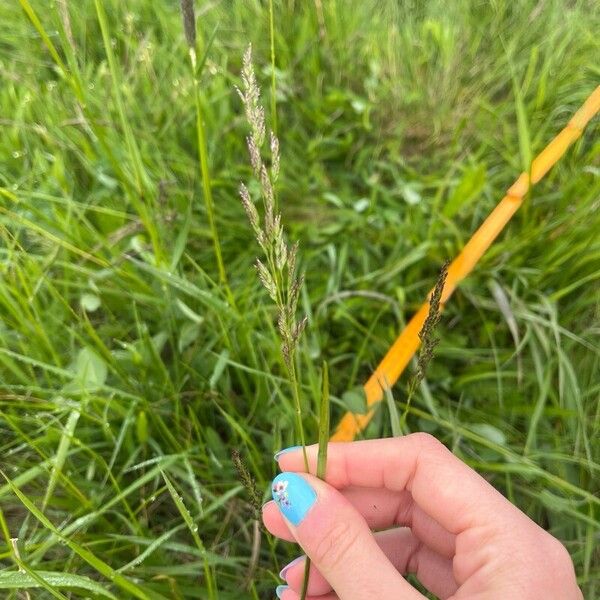 Poa pratensis Flower