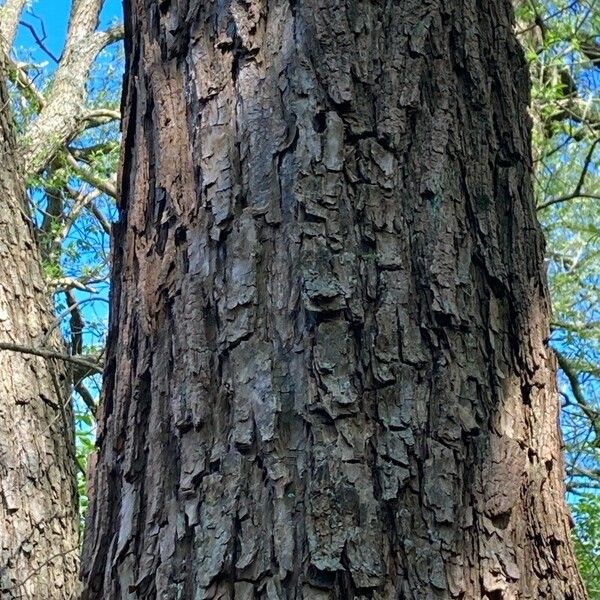 Salix triandra Bark