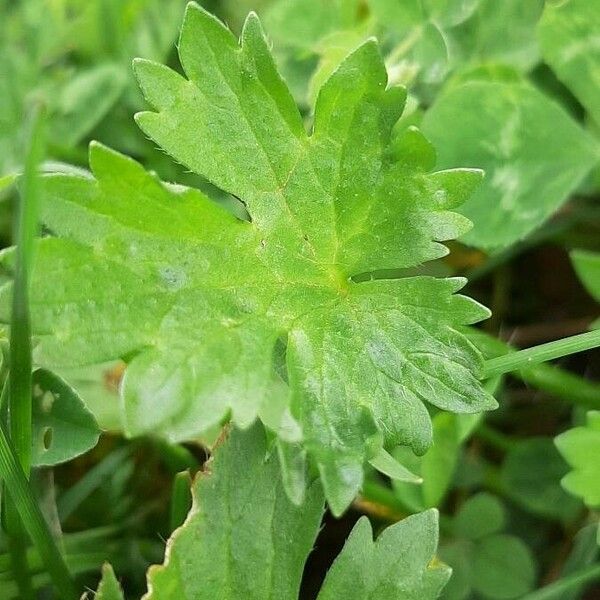 Ranunculus sardous Leaf