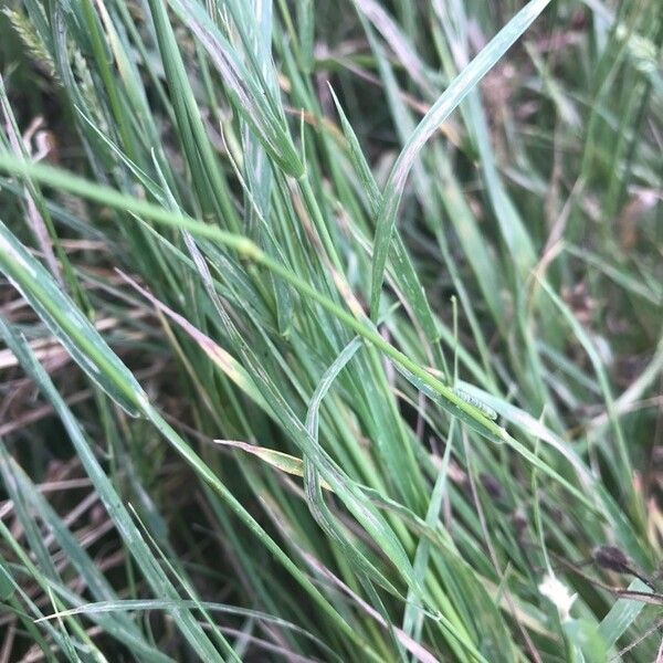 Agrostis stolonifera पत्ता