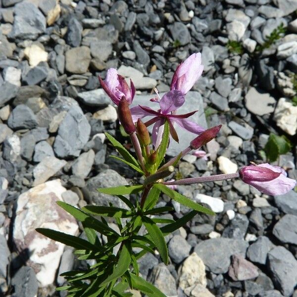 Epilobium dodonaei Other