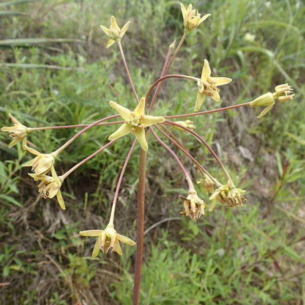 Asclepias amplexicaulis Kwiat