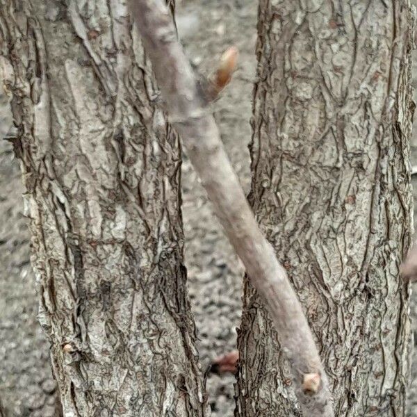 Viburnum farreri Corteccia